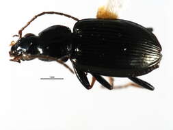 Image of Agonum (Olisares) ferreum Haldeman 1843