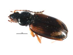 Image of Ground beetle