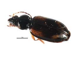 Image of Ground beetle