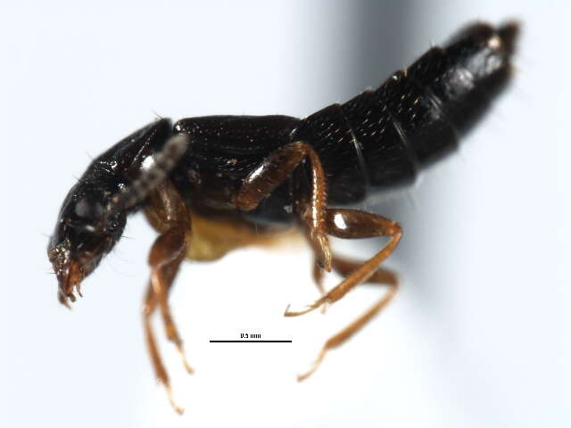 Image of Anotylus