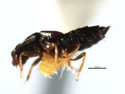 Image of Anotylus