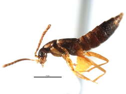 Image de Parocyusa cingulata