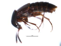 Image of Carphacis effrenatus Herman 2001