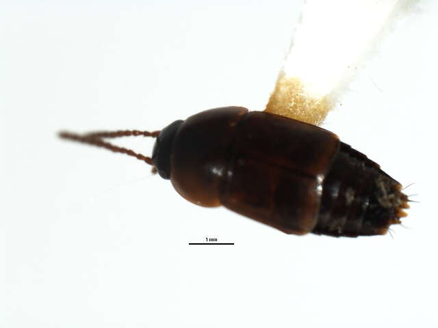 Imagem de Tachinus (Tachinus) corticinus Gravenhorst 1802