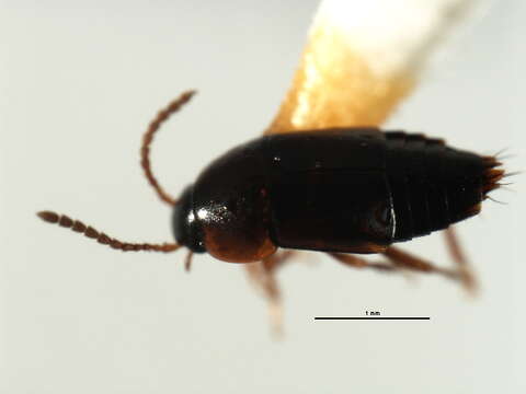 Image of Tachinus (Tachinus) corticinus Gravenhorst 1802