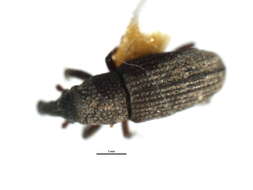 Image of Dryophthorus americanus Bedel & L. 1885
