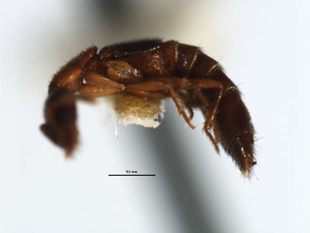 Image of Lithocharodes longicollis (Le Conte & J. L. 1863)