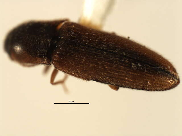 Image of <i>Glyphonyx inquinatus</i>