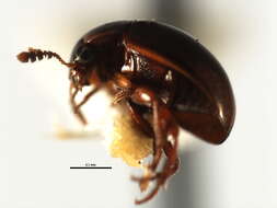Image of Anisotoma obsoleta (Horn 1880)