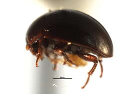 Image of Anisotoma obsoleta (Horn 1880)