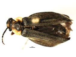 Image of <i>Podabrus tricostatus</i>