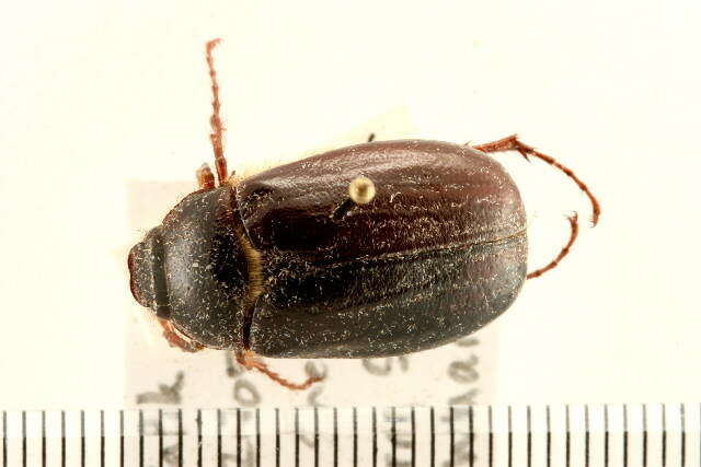 Image of Phyllophaga (Phyllophaga) anxia (Le Conte 1850)