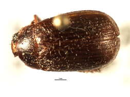 Image of Serica intermixta Blatchley 1910