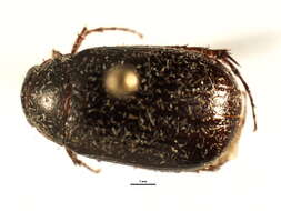 Image of Serica intermixta Blatchley 1910