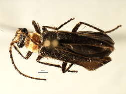 <i>Podabrus flavicollis</i>的圖片