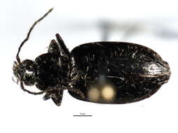 Image of Agonum