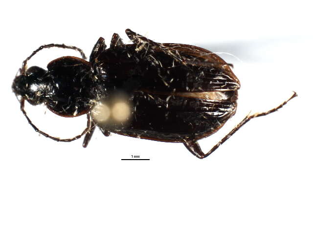 Image of Agonum