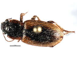 Anisodactylus (Anadaptus) discoideus Dejean 1831 resmi