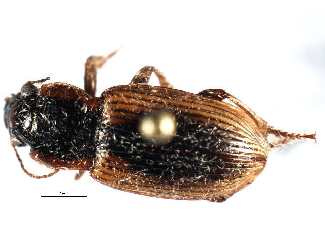 Anisodactylus (Anadaptus) discoideus Dejean 1831 resmi