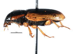 Anisodactylus (Anadaptus) discoideus Dejean 1831 resmi