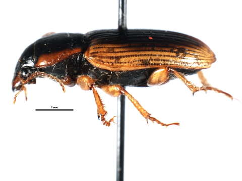 Anisodactylus (Anadaptus) discoideus Dejean 1831 resmi