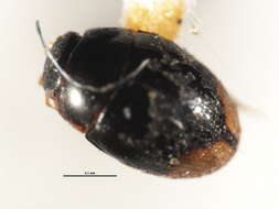 Image of Cercyon (Cercyon) erraticus Smetana 1978