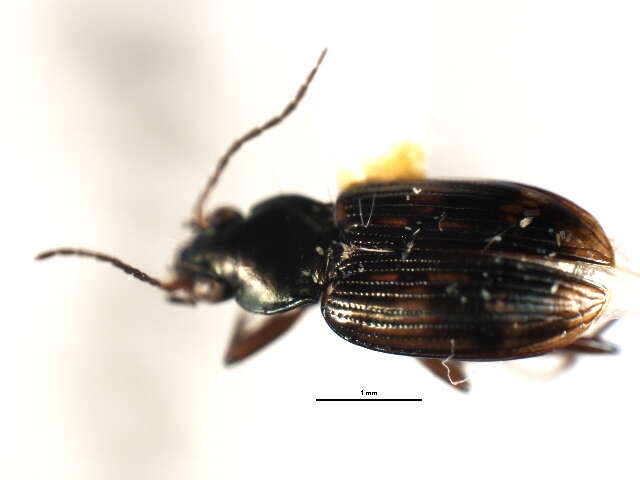 Bembidion (Notaphus) patruele Dejean 1831的圖片