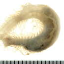 Image of Flabelligera