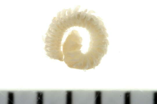 Image of Spionida