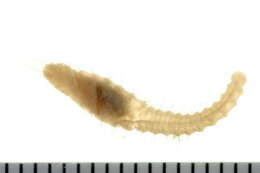 Image of Diplocirrus longisetosus (Marenzeller 1890)