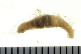 Слика од Diplocirrus longisetosus (Marenzeller 1890)