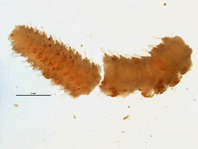 Image of unclassified Phyllodocida