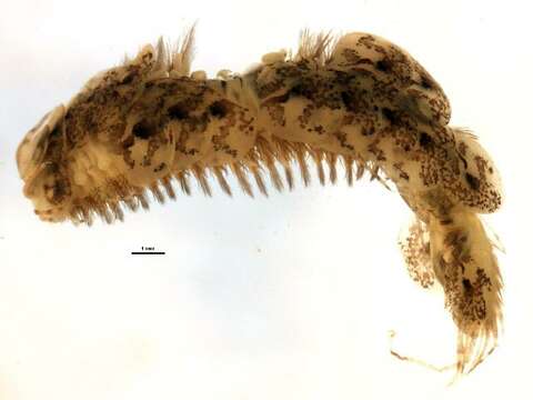 Image of Harmothoe imbricata