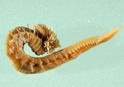 Image of Terebelliformia