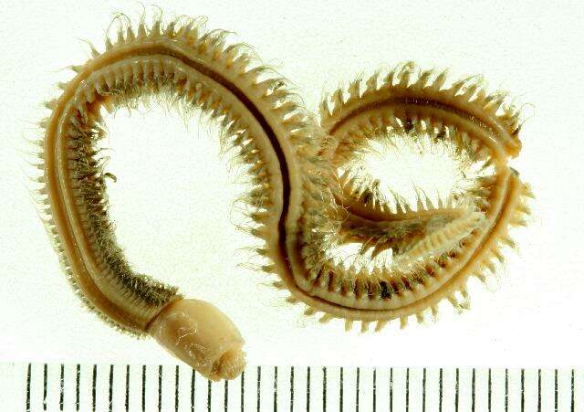 Image of catworms