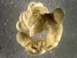 Image of Polycirrus