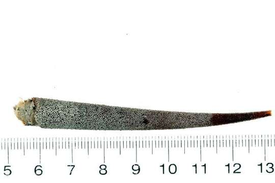 Cistenides hyperborea Malmgren 1866的图像