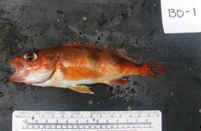 Image of Halfbanded rockfish