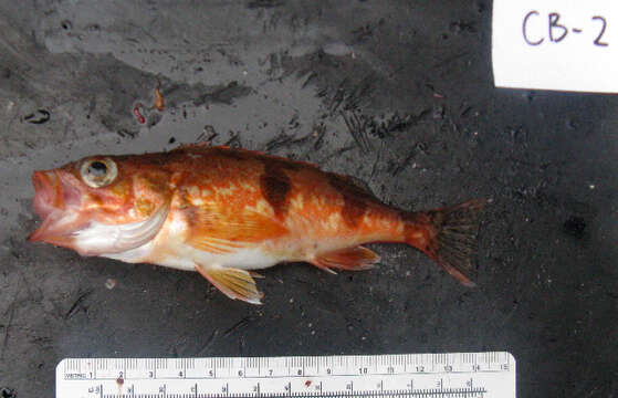 Image of Halfbanded rockfish