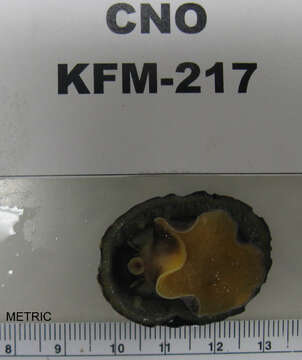 Image of owl limpet