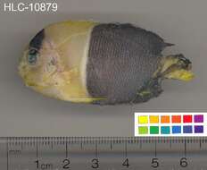 Image of Bicolor Angelfish