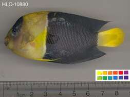 Image of Bicolor Angelfish