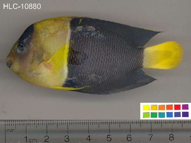 Image of Bicolor Angelfish