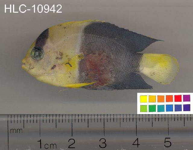 Image of Bicolor Angelfish