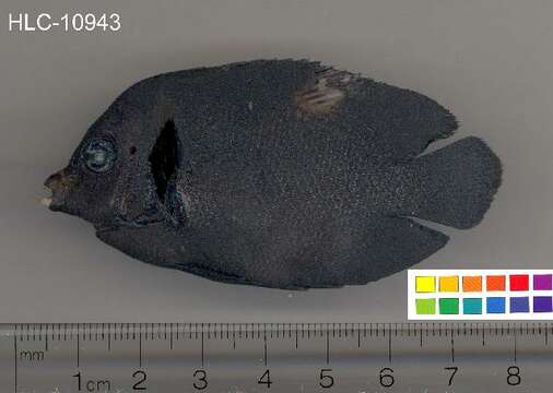 Image of Dusky angel-fish