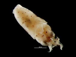 Image of Myopsida