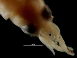 Image of Myopsida