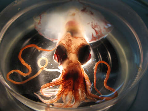 Image of Whip-lash squid