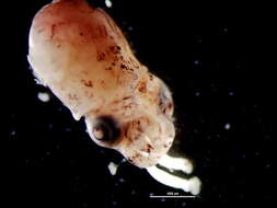 Image of bobtail squid