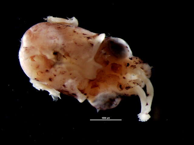 Image of bobtail squid